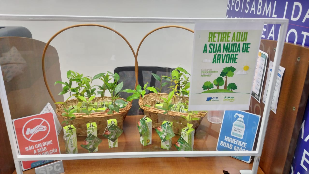 CDL Blumenau distribui mudas de árvores na Semana Mundial do Meio Ambiente
